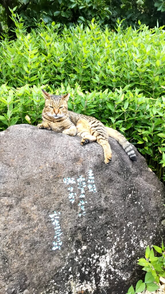 大分　竹田　ラムネ温泉　炭酸泉　子連れ　猫