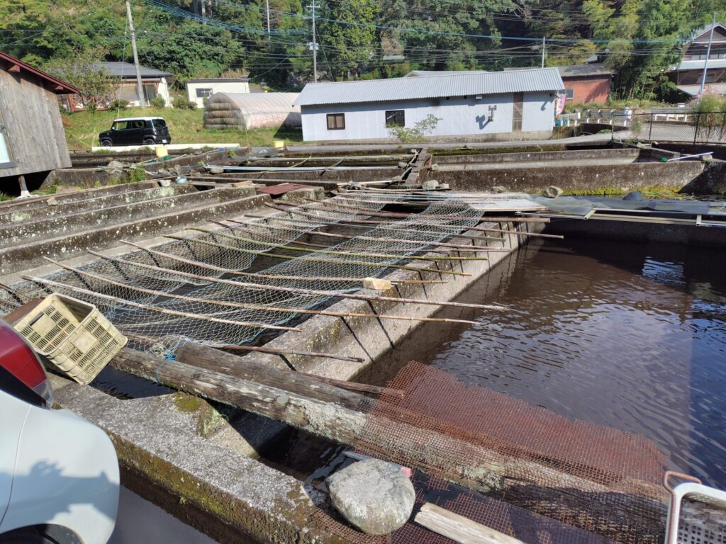 子連れ　産山水魚園　生け簀2