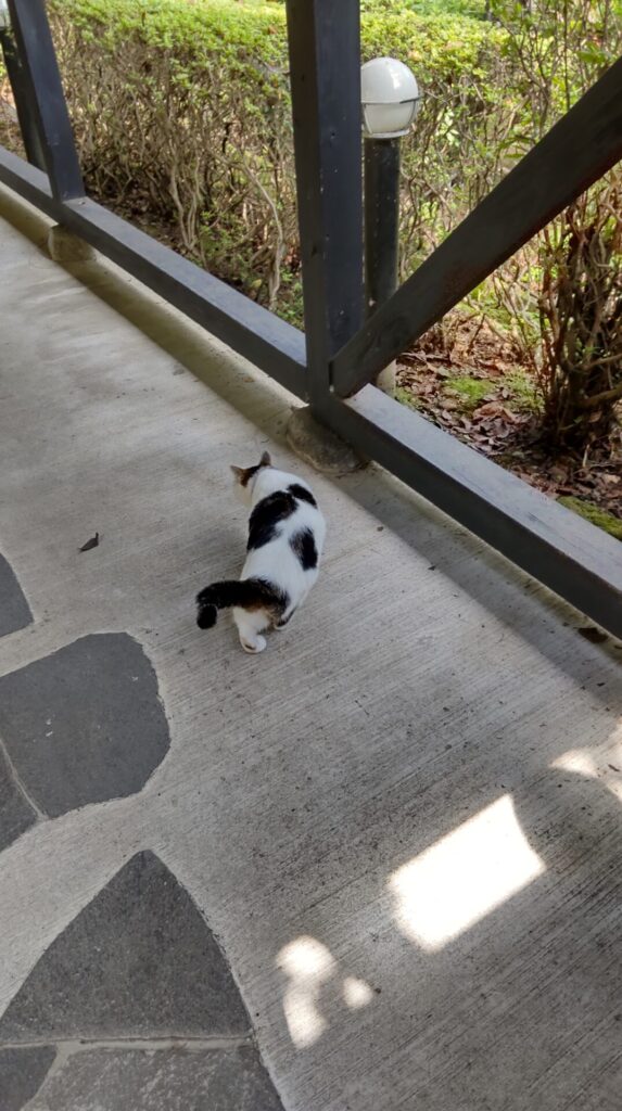 桜湯 家族湯 猫