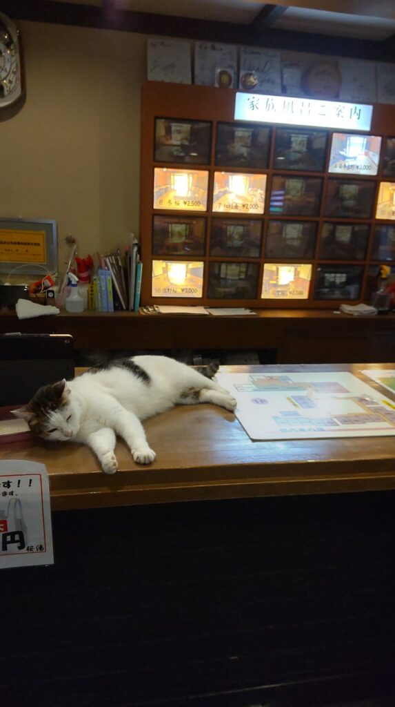 桜湯 家族湯 猫3