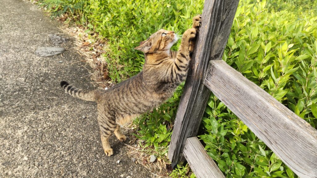 大分　竹田　ラムネ温泉　炭酸泉　子連れ　ネコ