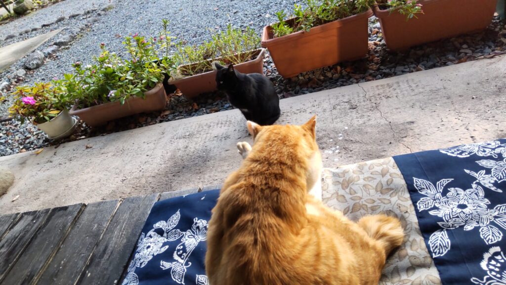 陽目の里　湧水茶屋　レジャー　猫