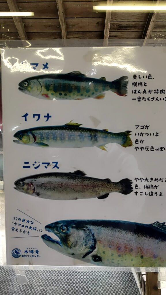 川魚料理 うまや メニュー