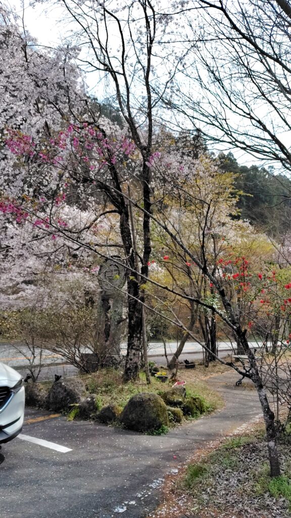 木の花ガルデン　バイキング　日田　花