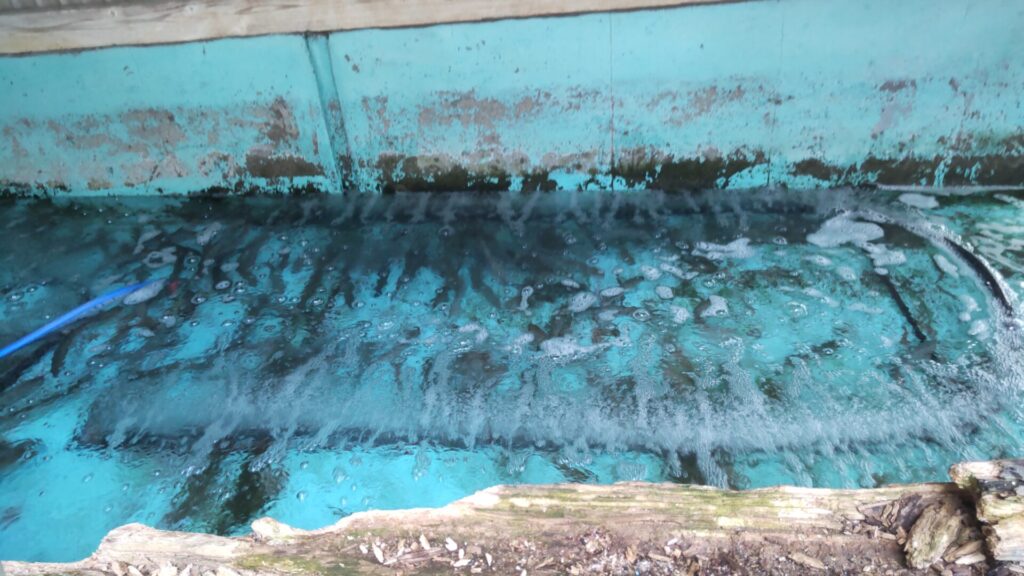 川魚料理 うまや 生簀