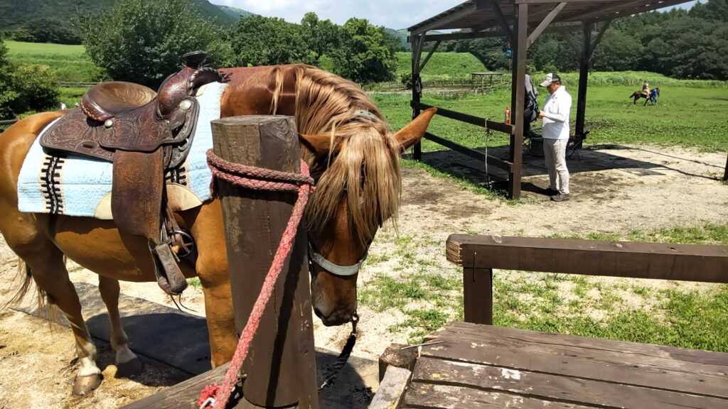 ガンジー牧場 子連れ 馬